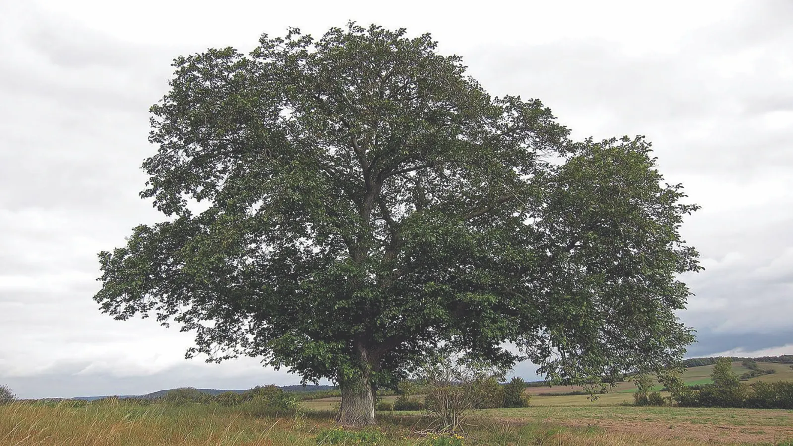 Árbol de caoba